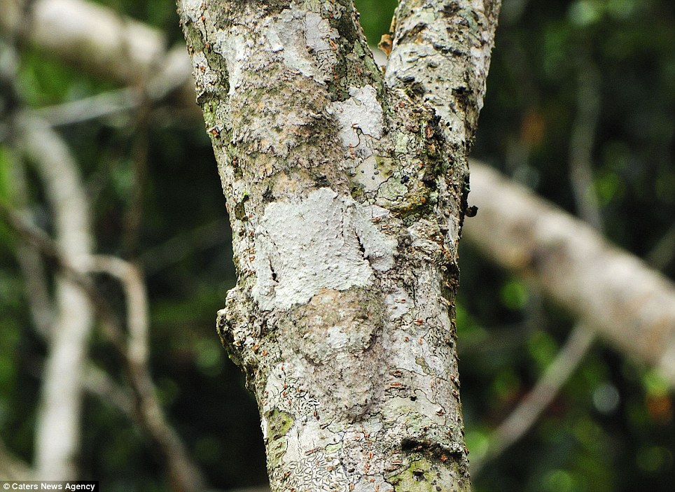 article-2071125-0F16245E00000578-926_964x703 - Mossy leaf-tailed gecko (Uroplatus sikorae).jpg 완벽한 위장. 나를 찾아 보세요!